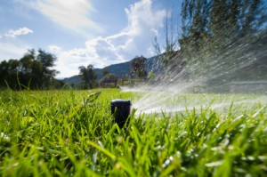 Lawn Sprinkler Spraying Water in Yard